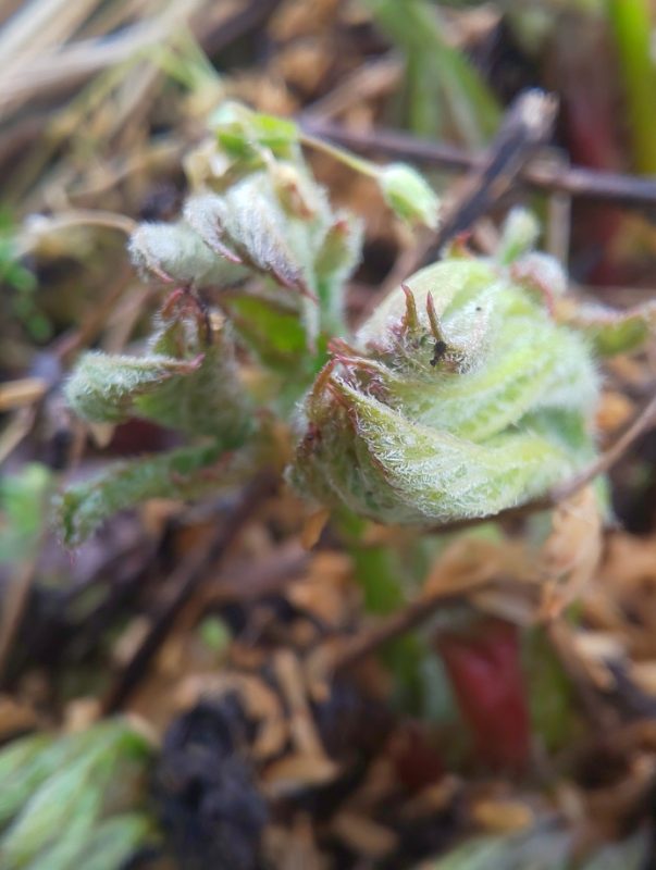 今年初めてのウド